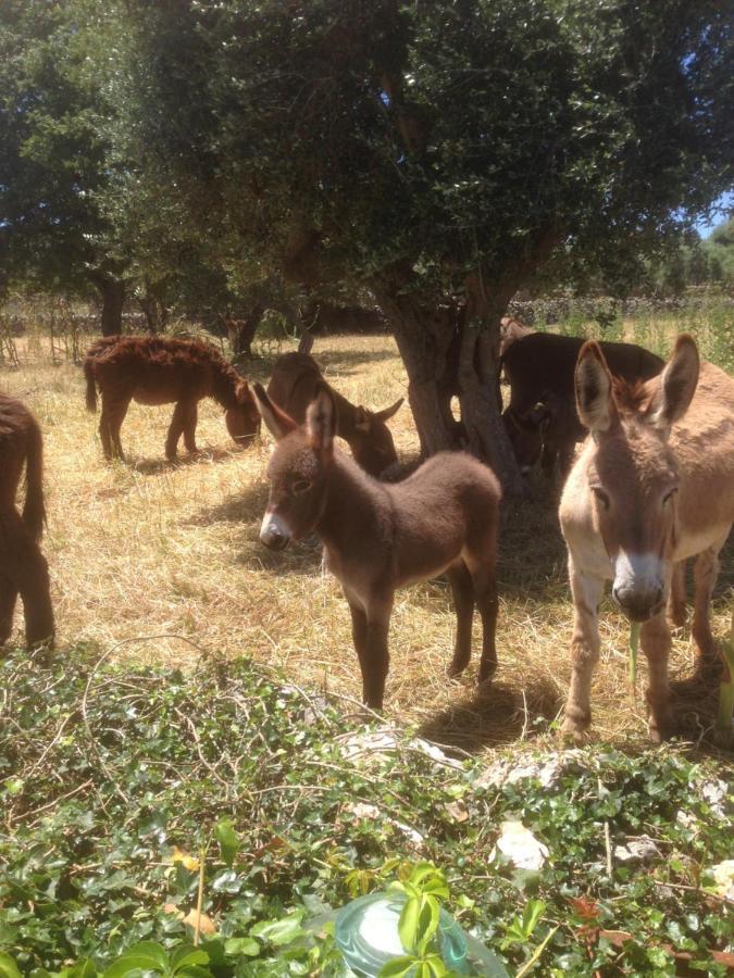 Villa Castelli B&B Masseria Nuove Caselle מראה חיצוני תמונה